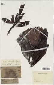 Image result for Protea welwitschii