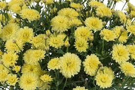 Image result for Argyranthemum