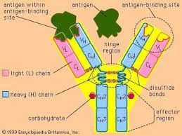 Antibody Definition Structure Function Types Biochemistry Medical Science Medical Laboratory Scientist