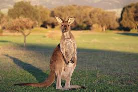 澳大利亞（澳洲）使用的貨幣為澳幣，貨幣符號為 aud$ 。 澳大利亞 （澳洲）的氣候 澳大利亞（澳洲）西部高原和內陸沙漠屬熱帶沙漠氣候，乾旱少雨為其特色；北部屬熱帶草原氣候，為全國多雨區；東部山地屬溫帶闊葉林氣候，氣候整體舒適宜人。 æ‰é­ç‹‚è¼¾å¤§å± æ®º æ¾³æ´²è¢‹é¼ è¦è®Šç‹—ç½é ­äº† åœ‹éš› ä¸­æ™‚æ–°èžç¶²