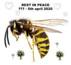 Check spelling or type a new query. Hans Presto On Twitter A Wasp Got Into My Bedroom And My Dad Had To Squish It Im Really Sad