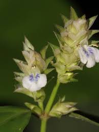 Image result for Rungia grandis