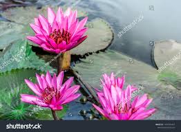 Image result for Nymphaea lotus