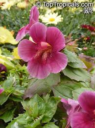 Image result for Mimulus