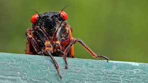 We did not find results for: Return Of The Cicadas Trillions Of The Noisy Insects Are Expected To Emerge In 2021 Ctv News