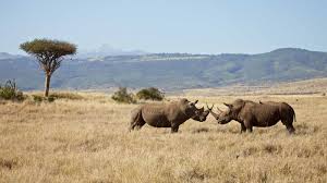 Solio lodge is a luxury lodge in kenya set in 19000acres of private rhino breeding conservancy and is one of the best lodges in laikipia to see the big 5 Best Places To Stay In Laikipia Where To Stay In Laikipia