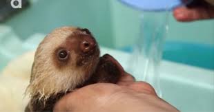 It's a wednesday, in the video, and that means bath time for these cuties. Baby Sloth Is Given A Bath In Adorable Video