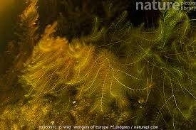 Image result for Ceratophyllum submersum