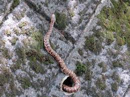 Mamushi Venomous Snake Of Japan Japan Blog Tokyo Osaka Nagoya Kyoto Japan Snake Kyoto