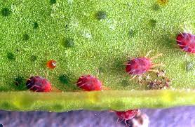 Image result for red mite