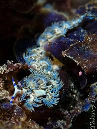 Scuba Diving Photos Photos De Plongee Beautiful Sea Creatures Ocean Creatures Sea Slug