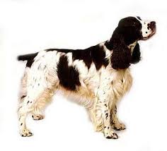 Image result for anglický špringršpaněl