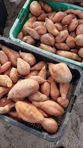 Maybe you would like to learn more about one of these? Tanaman Keledek Menguntungkan