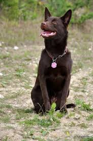 Black And Tan Australian Kelpie Lab Mix Australian Kelpie Photo Australian Kelpie Chocolate Australian Kelpies Australian Kelpie Dog Australian Kelpie Australian Dog Breeds