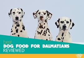 10 Best Dog Food For Dalmatians For 2019 Optimal Diet And