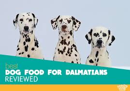 10 best dog food for dalmatians for 2019 optimal diet and