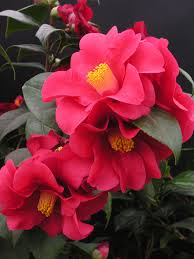 Camellia Japonica Wildfire 4 Camellia Flower Pretty Flowers Amazing Flowers