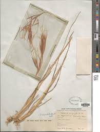 Image result for Hyperthelia dissoluta