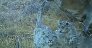 Video: Wild Snow Leopard Cubs Playing - Snow Leopard Trust