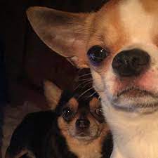 Its Selfie Time Bond And Luigi Are Wishing You A Nice New Week Chihuahua Chihuahuasofinstagram Chihuahualife Chihuahua Selfie Time Animals