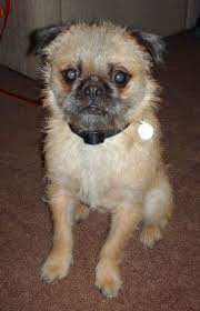 Pug Zu Dog Breed Information And Pictures