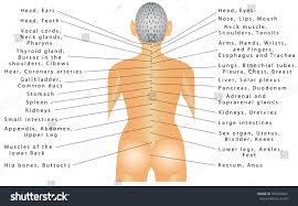 As the population ages, the global number of individuals with low back pain is likely to increase substantially over the coming decades. Spine Organ Correlation The Spine Is Royalty Free Stock Vector 339360443 Avopix Com