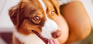 373 dog breed profiles, each breed has its own unique temperament. Red Dog Breeds 20 Striking Examples To Choose From