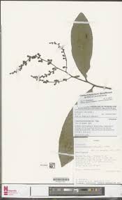 Image result for Campylospermum densiflorum