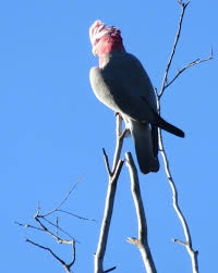Galah – Canberra's Green Spaces