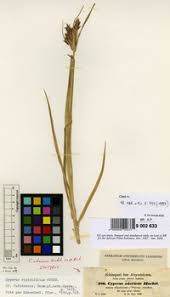 Image result for Cyperus rigidifolius