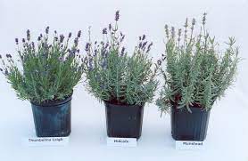 If you have any thoughts, that would be greatly appreciated!! Different English Lavenders Lavender Plant Lavender Crafts Purple Flowers