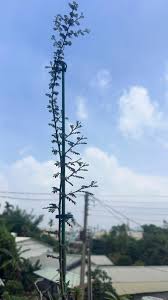 Image result for Alantsilodendron pilosum