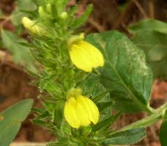 Image result for Justicia flava