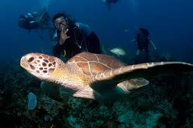Grand Bay Of The Sea Scuba Diving In Punta Cana Made Easy