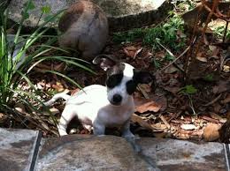 They share much ancestry with the small hunting dogs known as feists. Rat Terrier Puppies For Sale In Miami Florida Classified Americanlisted Com