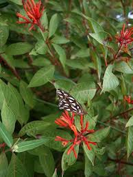 Native and easy to grow! This Florida Native Blooms For Months And Attracts Both Birds And Butterflies September F Florida Native Plants Florida Flowers How To Attract Hummingbirds