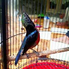 Mengenal Burung Kolibri Ninja (Konin) Gacor Paling Cerewet