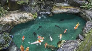 Walaupun rumah kamu merupakan rumah type 36 atau rumah type 45, kamu masih bisa menghadirkan kolam minimalis. Konsep Unik Rumah Minimalis Dengan Kolam Ikan Di Ruang Tamu Kok Bisa
