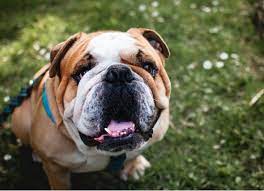 Another picture of chemo hair loss rash: Skin Problems For Dogs Belly Rash Red Spots Hair Loss And Other Skin Conditions In Dogs Petmd