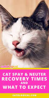 Cat Spay And Neuter Recovery Times Plus What To Expect Kitten Care Cat Neutering Cats