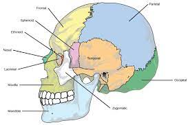 Human Axial Skeleton Biology For Majors Ii