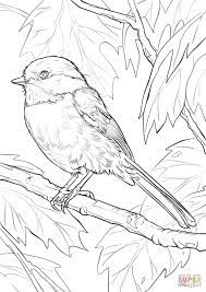 Set off fireworks to wish amer. Black Capped Chickadee Coloring Page Free Printable Coloring Pages Bird Coloring Pages Bird Coloring Bird Coloring Page
