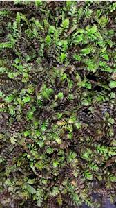 Image result for Salacia leptoclada