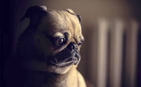 Sympathy—loss of a pet flowers from will convey your sincerest condolences during this difficult time. Flower Essences For Grief And Loss Animal Wellness Guide