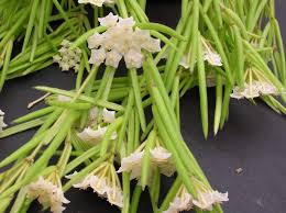 Hoya Linearis Mit Bildern