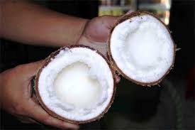 Giống dừa sáp là một loại giồng dừa đặc biệt được biết đến ở huyện cầu kè, trà vinh. NgÆ°á»i Dan Pháº¥n Khá»Ÿi Vá»›i Giá»'ng Dá»«a Sap Cáº¥y Phoi Bao Cong An Nhan Dan Ä'iá»‡n Tá»­