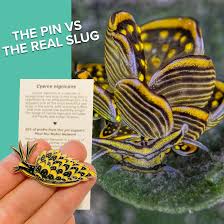 Image result for Pycreus nigricans