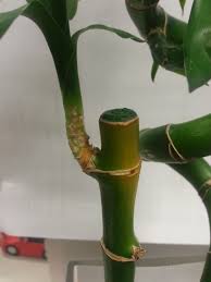 This plant, which isn't really bamboo at all, but instead is a type of tropical water lily called dracaena sanderiana, is from africa and is said to bring good luck and good fortune to the inhabitants of any space where it is grown. Why Would Lucky Bamboo Suddenly Turning Yellow