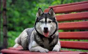 best siberian husky wallpaper hd best puppies puppies shepsky puppy