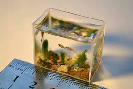 Small Aquarium Glass Aquarium Tanks Design Trends Mini Aquarium Tropical Fish Tanks Small Fish Tanks